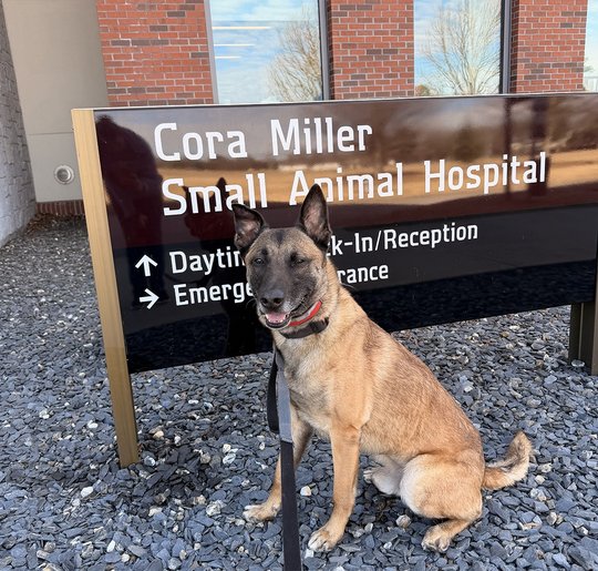 Retired K-9 Timo makes remarkable recovery after paralysis