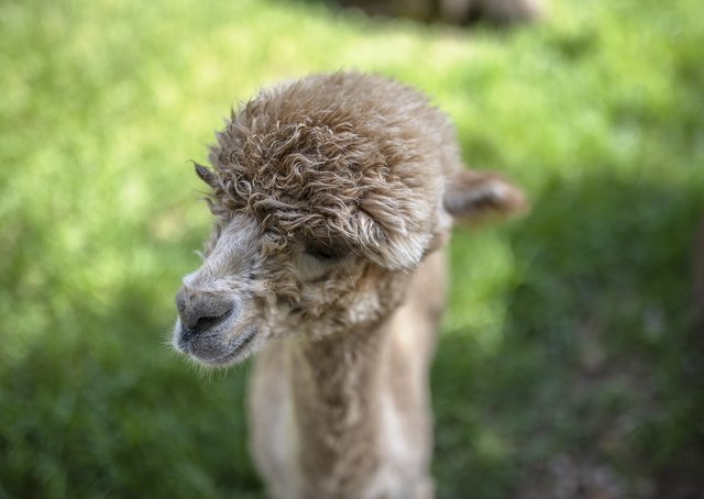 North Georgia Wildlife & Safari Park makes top 10 in USA Today poll; voting still open