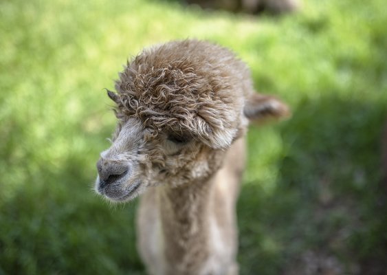 WILDLIFEflight 5.jpg