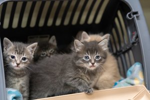 021726 KITTENS 2