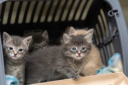 021726 KITTENS 2