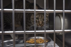 10022024 ANIMALSHELTER 3.jpg