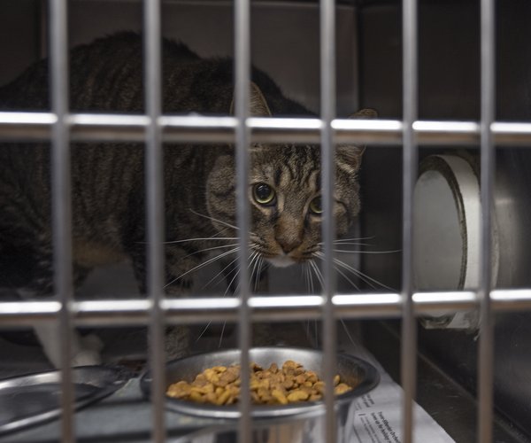 10022024 ANIMALSHELTER 3.jpg