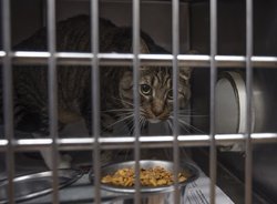 10022024 ANIMALSHELTER 3.jpg