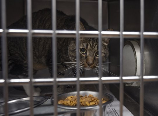 10022024 ANIMALSHELTER 3.jpg