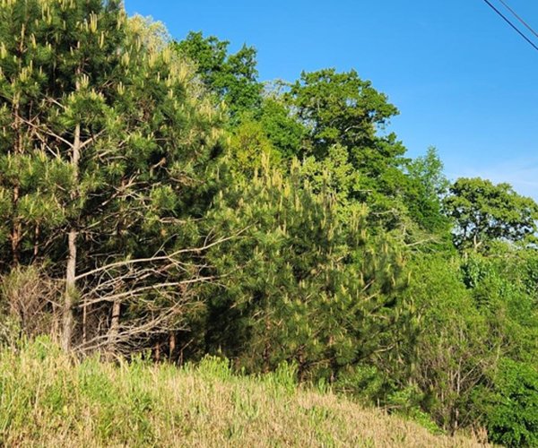 04152026 BRASELTON 1.jpg