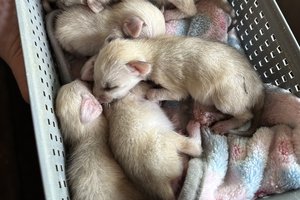 0421FENNECFOX 2