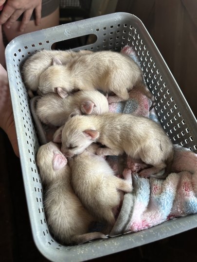Big ears, big news: North Georgia Wildlife Park welcomes six fennec fox kits