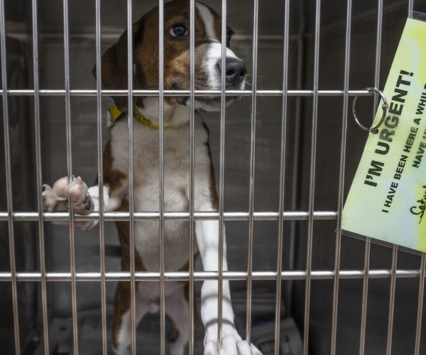 10022024 ANIMALSHELTER 2.jpg