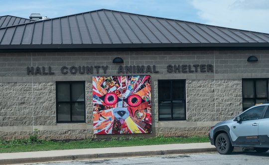 Found a lost pet? Hall County has a new way to help find its owner