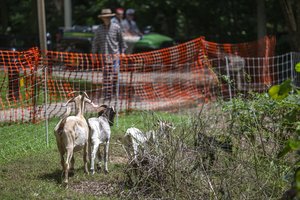 08232024 GOATS 1.jpg