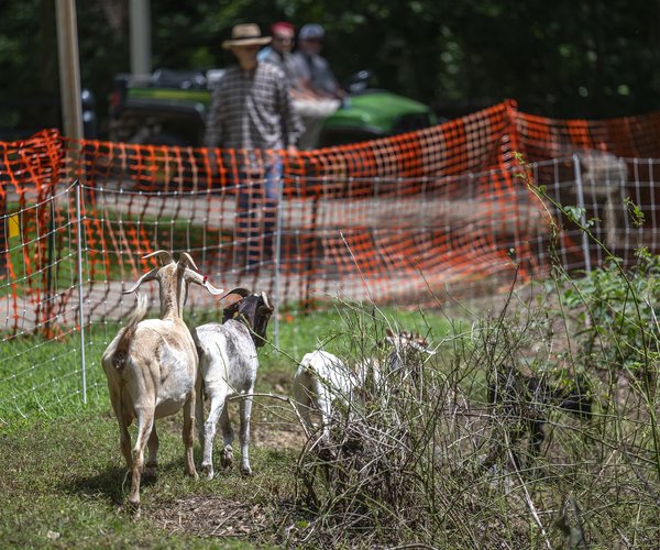 08232024 GOATS 1.jpg