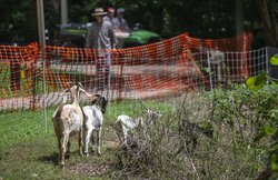 08232024 GOATS 1.jpg