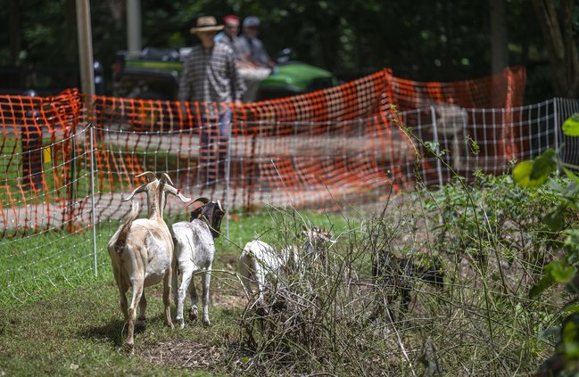08232024 GOATS 1.jpg