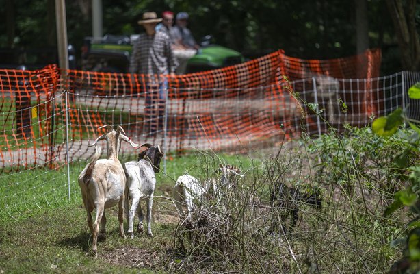 08232024 GOATS 1.jpg