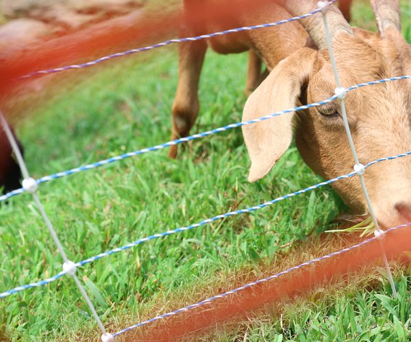 082126_arb_Goats on Greenway_10.jpg