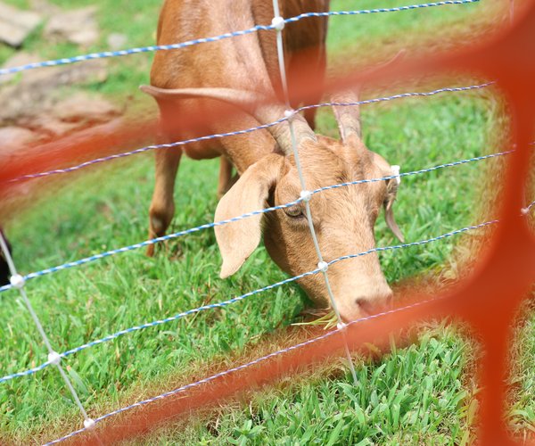 082126_arb_Goats on Greenway_10.jpg