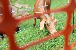 082126_arb_Goats on Greenway_10.jpg