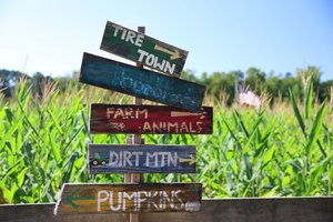 100626_BufordCornMaze_5.jpg