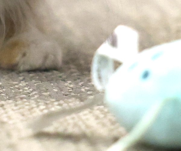 101626_CatCafe_11.jpg