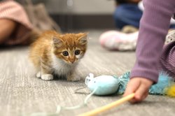 101626_CatCafe_11.jpg